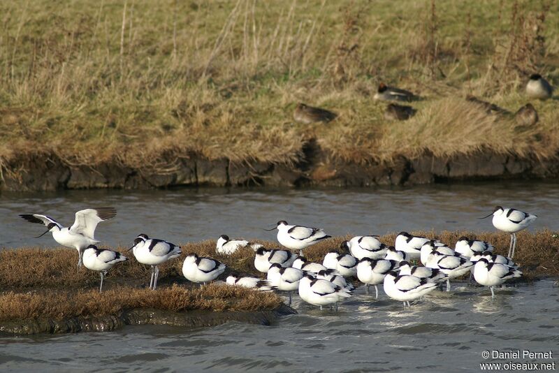 Pied Avocetadult post breeding, identification