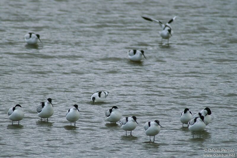 Avocette éléganteadulte internuptial, identification