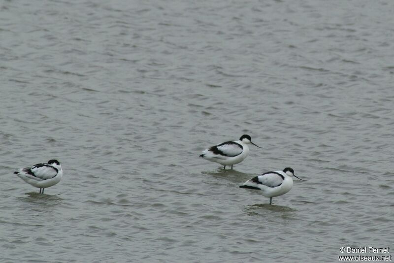 Avocette éléganteadulte internuptial