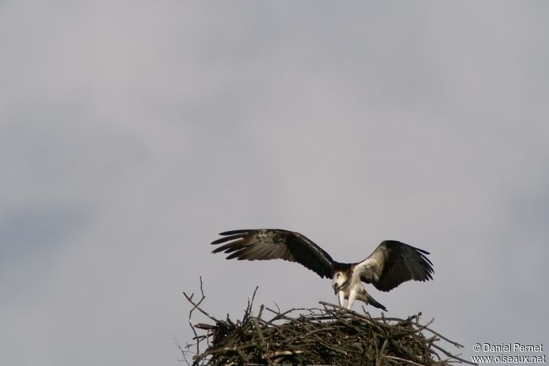 Osprey female adult, Reproduction-nesting