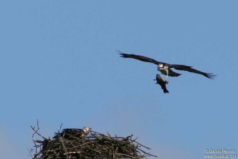 Osprey adult, Reproduction-nesting