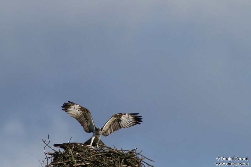 Osprey adult, Reproduction-nesting