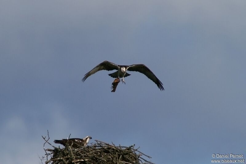 Balbuzard pêcheur adulte, Nidification