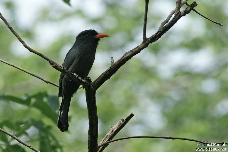 Black-fronted Nunbirdadult, identification