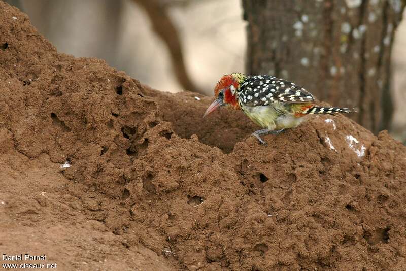 Red-and-yellow Barbet male adult, habitat, Behaviour