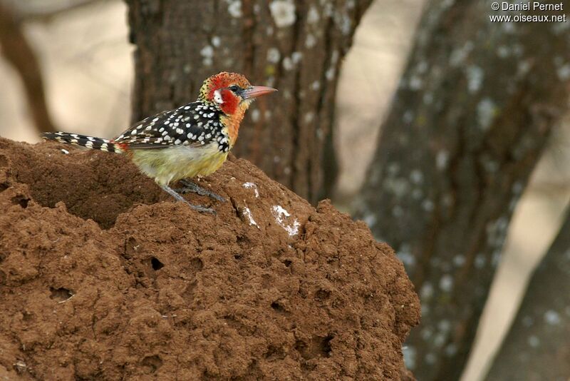 Red-and-yellow Barbet male adult, identification