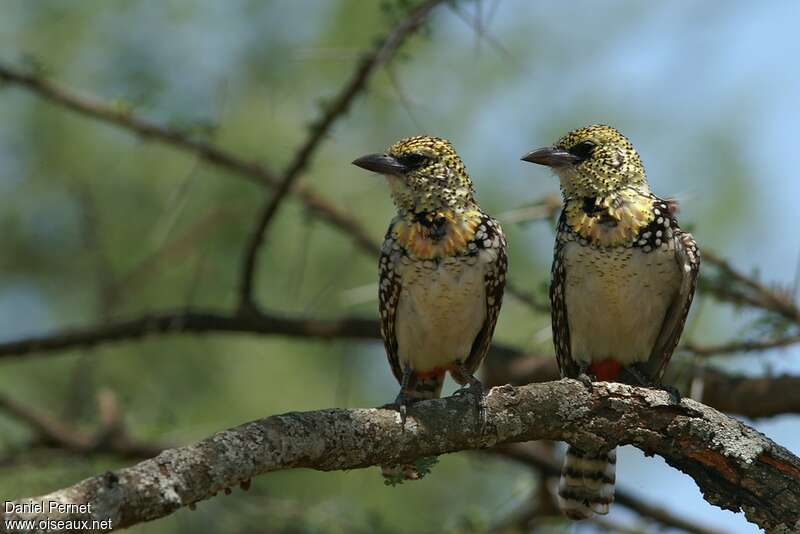 D'Arnaud's Barbet male adult, habitat, pigmentation