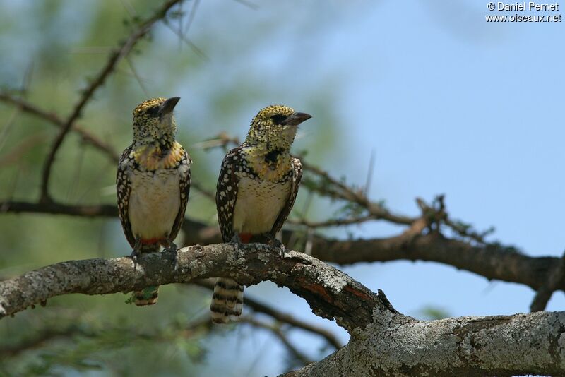 D'Arnaud's Barbet adult, identification