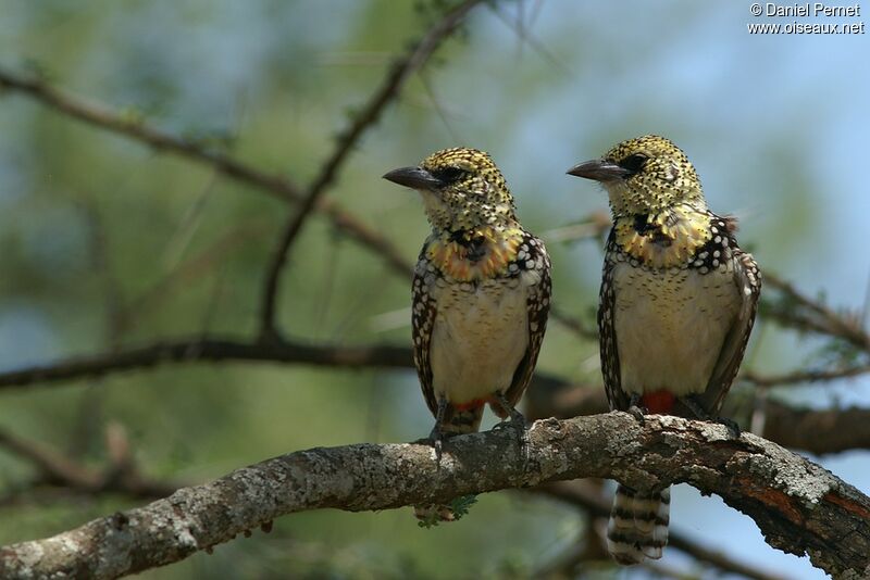 Usambiro Barbet adult, identification