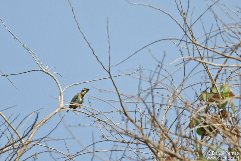 Barbu à plastron rougeadulte, identification, habitat