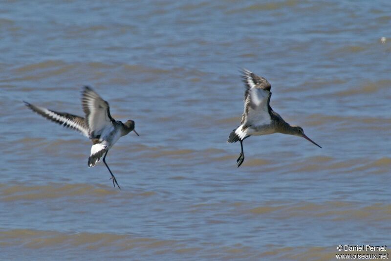 Black-tailed Godwitadult, Behaviour