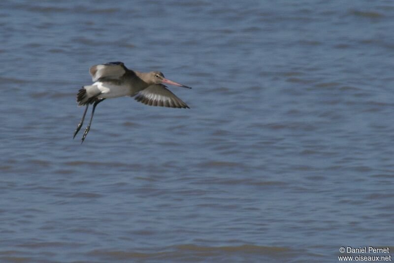 Black-tailed Godwitadult, Behaviour