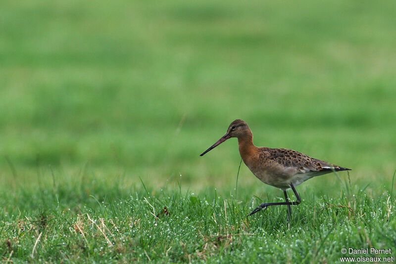 Black-tailed Godwitadult, identification