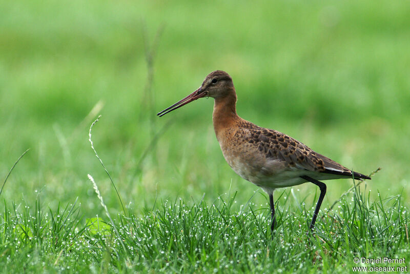 Black-tailed Godwitadult, identification