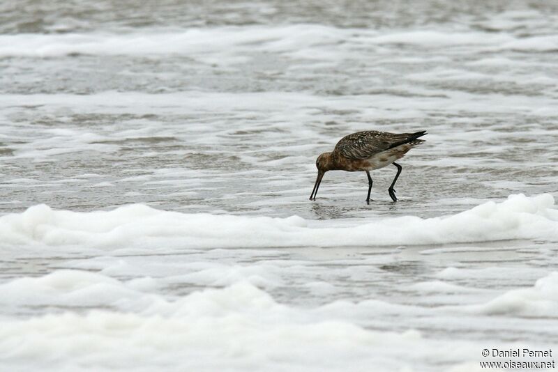 Bar-tailed Godwitadult, identification, feeding habits