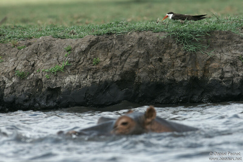 African Skimmeradult, identification