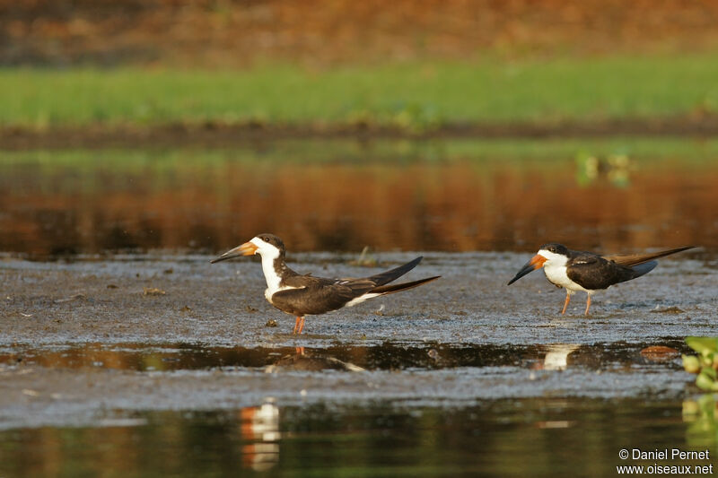 Black Skimmer adult, identification, Behaviour