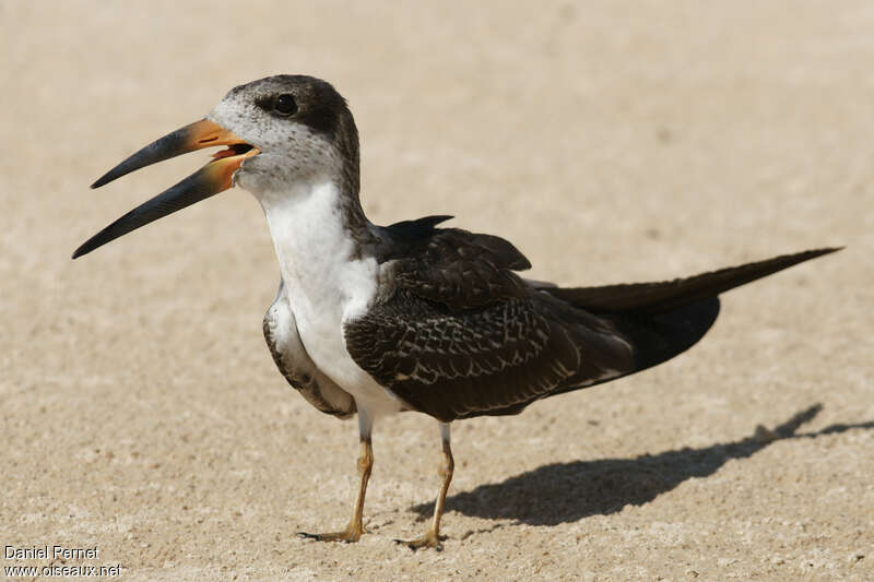 Black Skimmerimmature, identification