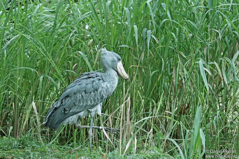 Shoebill male adult, identification