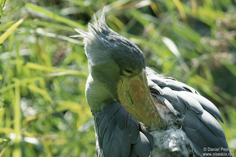 Shoebill male adult, identification