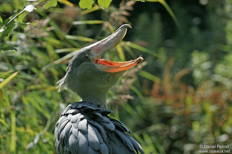 Shoebill male adult, identification, Behaviour