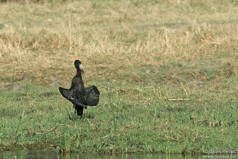 African Openbilladult, identification