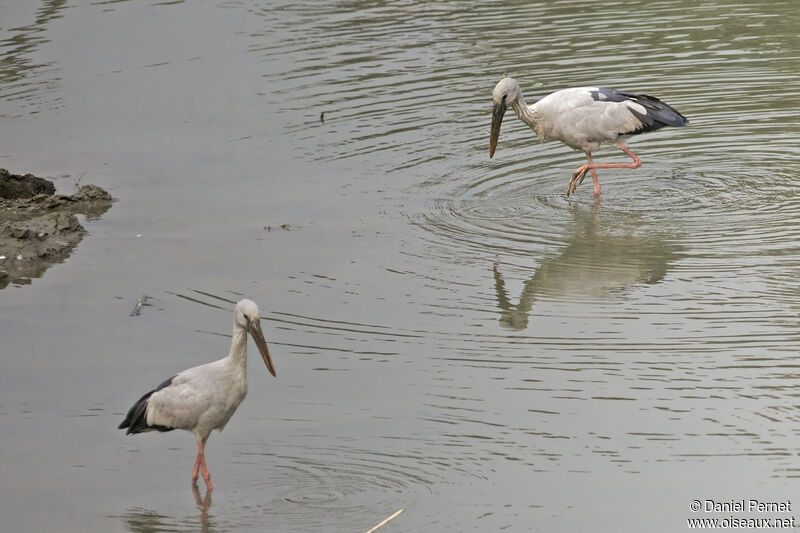 Asian Openbilladult, identification