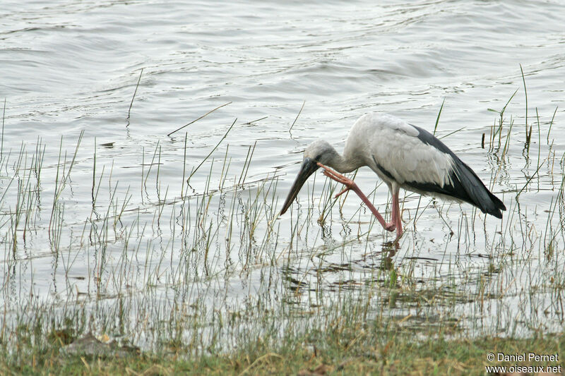 Asian Openbilladult, habitat, walking