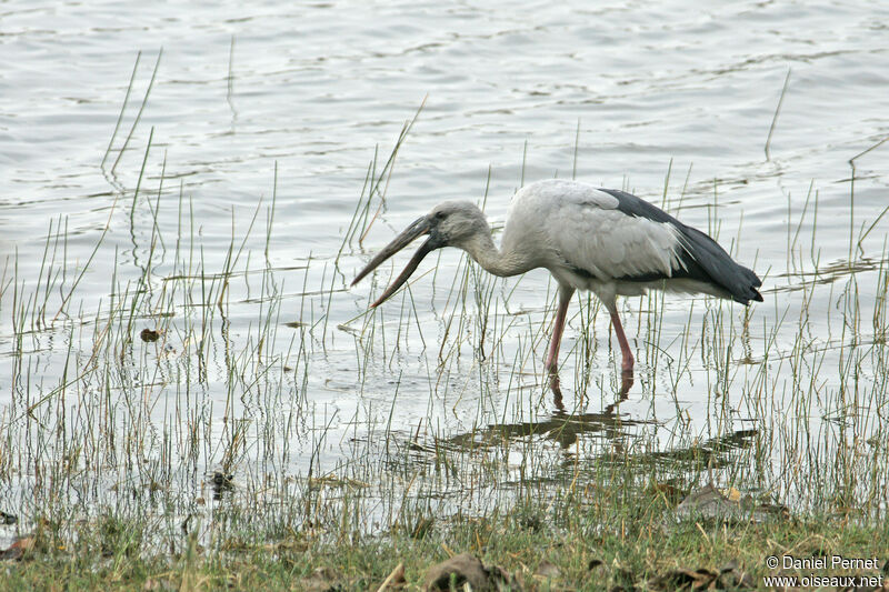 Asian Openbilladult, habitat, walking, eats