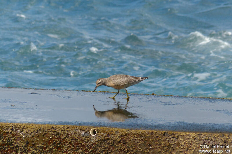 Red Knotadult, walking, eats