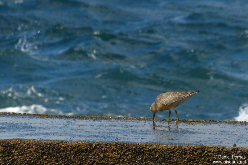 Red Knotadult, walking, eats