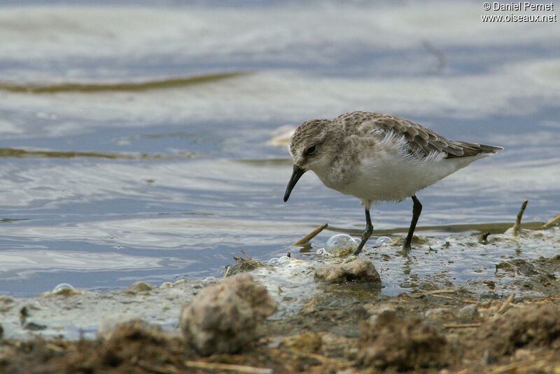 Little Stintadult post breeding, identification