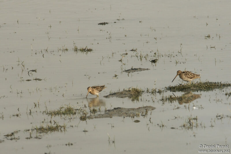 Bécassine des maraisadulte, habitat, mange