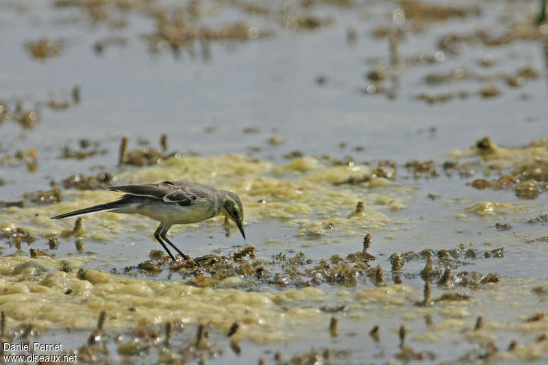 Citrine Wagtail female adult, habitat, fishing/hunting, eats