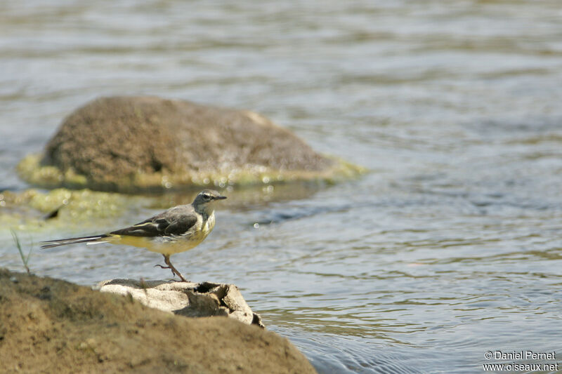 Grey Wagtailadult, walking