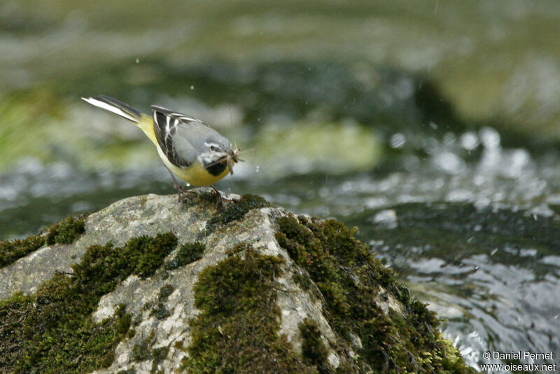 Bergeronnette des ruisseauxadulte, marche, pêche/chasse, Nidification