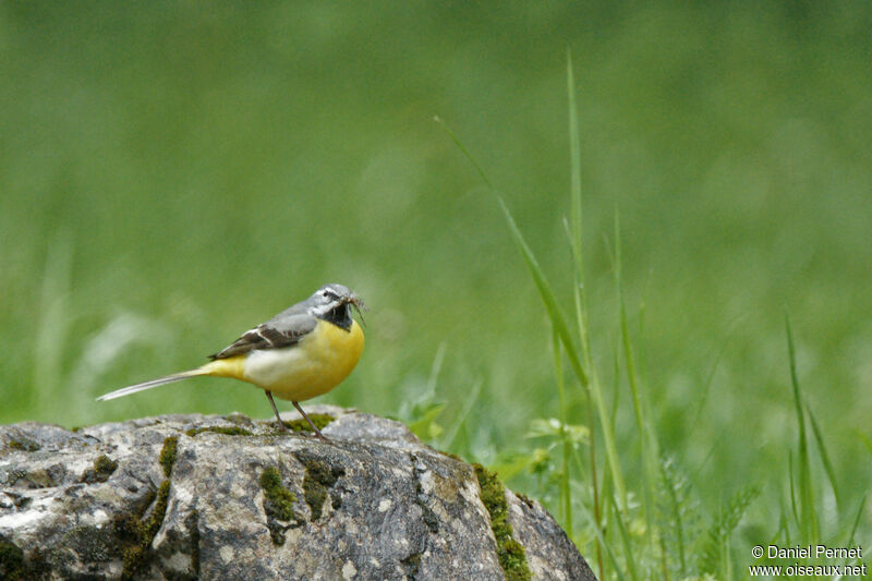 Bergeronnette des ruisseauxadulte, habitat, marche, pêche/chasse, Nidification