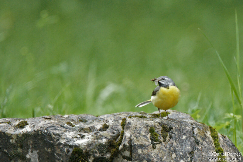 Bergeronnette des ruisseauxadulte, habitat, marche, pêche/chasse, Nidification