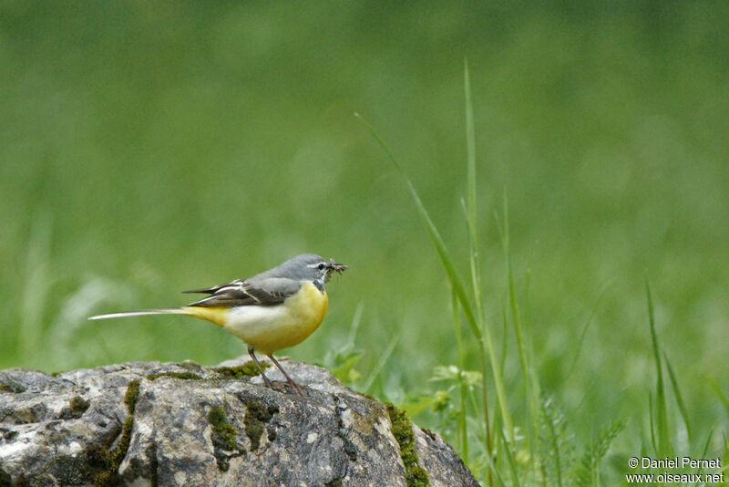 Bergeronnette des ruisseauxadulte, habitat, marche, pêche/chasse, Nidification