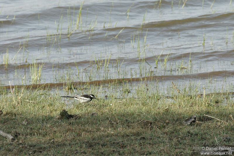 White-browed Wagtailadult, walking