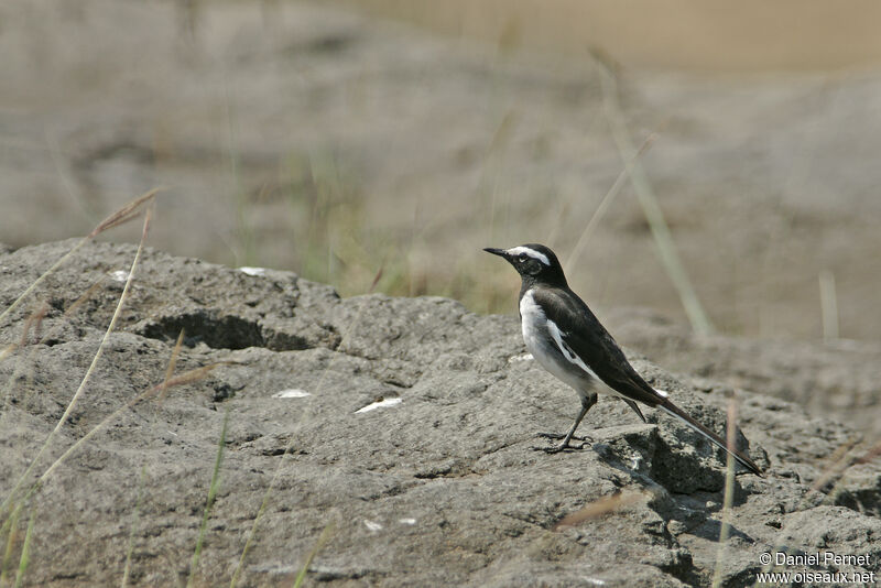 White-browed Wagtailadult, walking