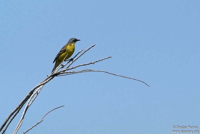 Western Yellow Wagtailadult, identification