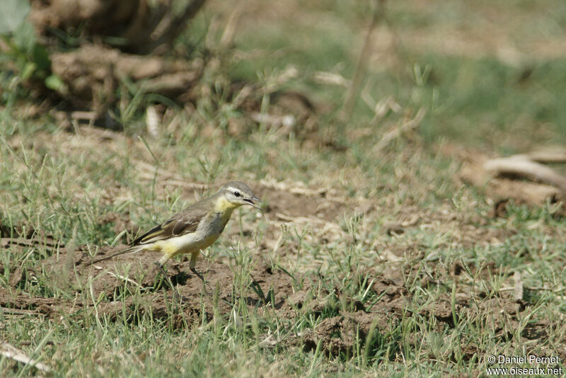 Western Yellow Wagtailsubadult, walking