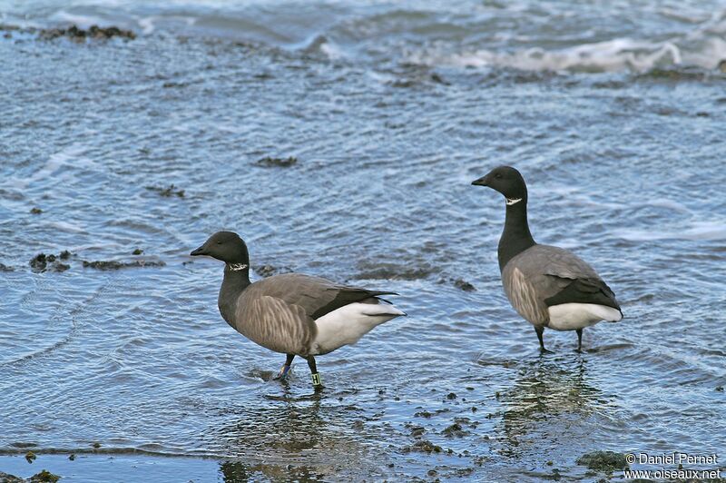 Brant Gooseadult post breeding, identification, Behaviour