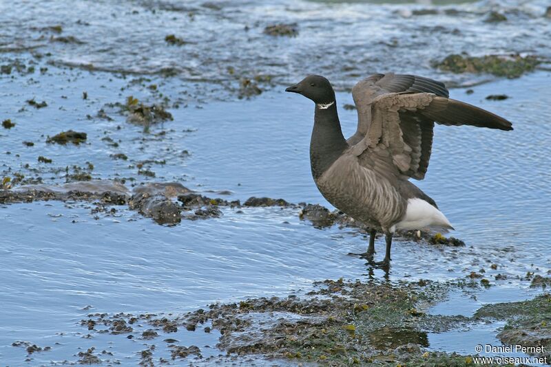 Brant Gooseadult post breeding, identification, Behaviour