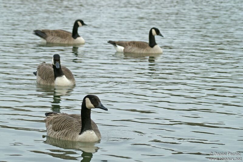 Canada Gooseadult, identification