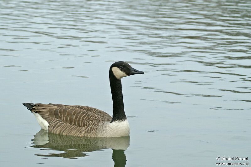 Canada Gooseadult, identification