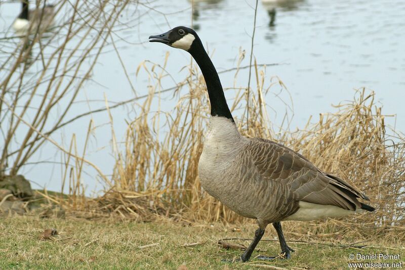 Canada Gooseadult, identification, Behaviour