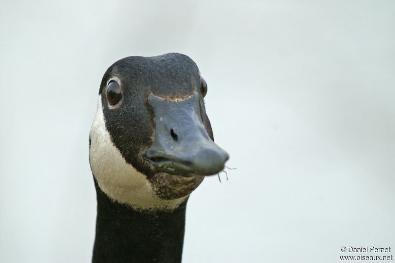 Canada Gooseadult, identification