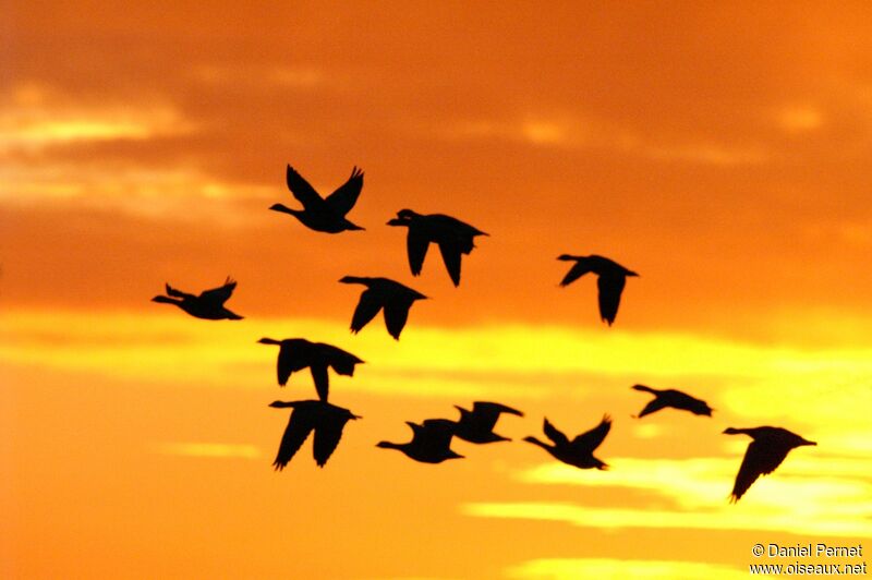 Barnacle Gooseadult post breeding, Flight